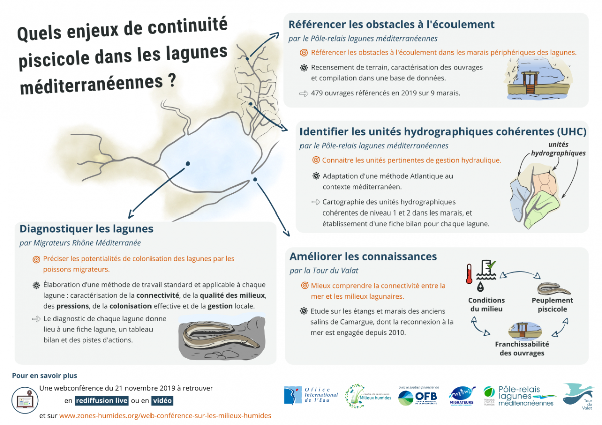 Quels enjeux de continuité piscicole dans les lagunes méditerranéennes et leurs marais périphériques ?