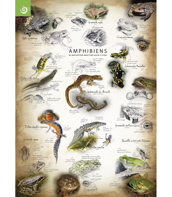 poster illustrations sur les-reptiles et les amphibiens du mercantour