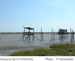 Estuaire de la Charente - Photo : P.Caessteker
