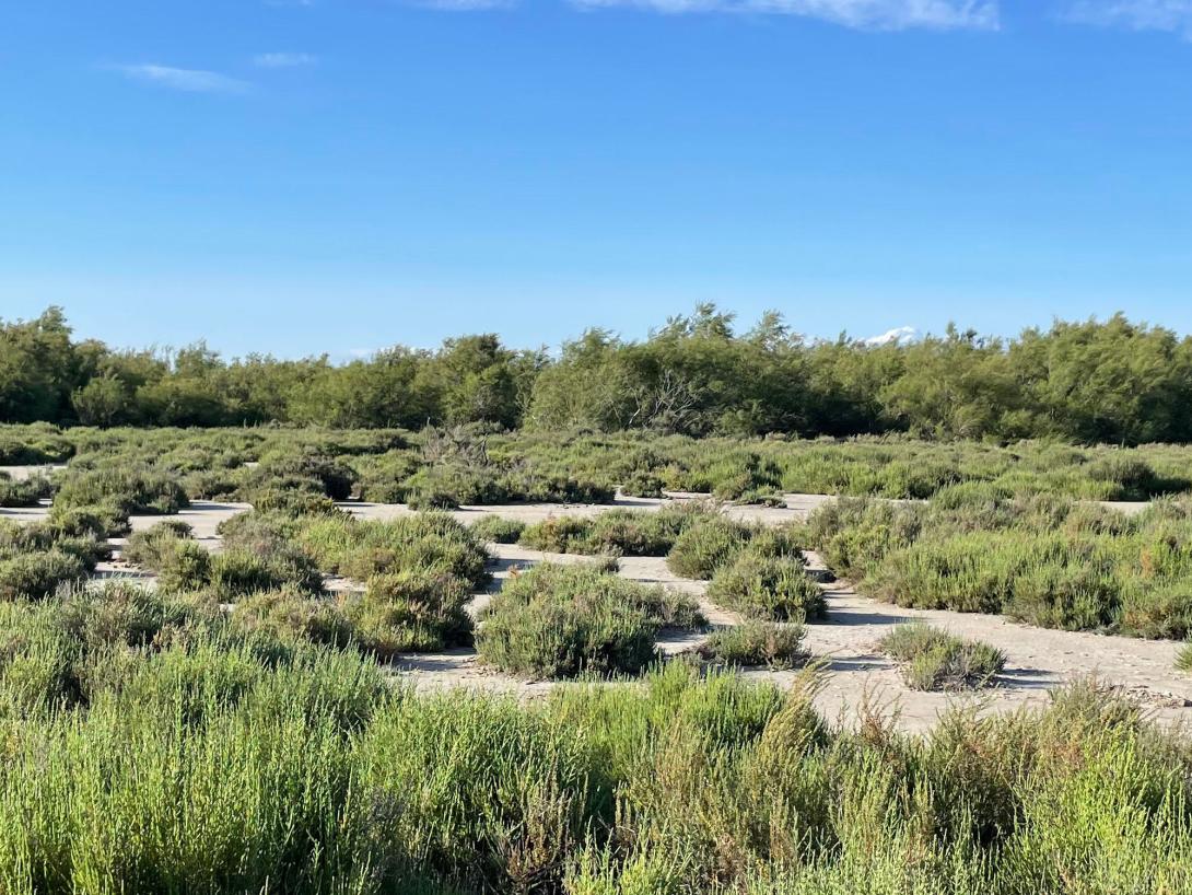 Sansouires, Camargue © Raphaël Mathevet